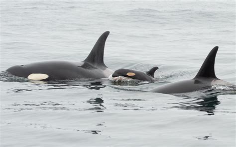 Newborn Southern Resident Killer Whale calf spotted off the coast of ...