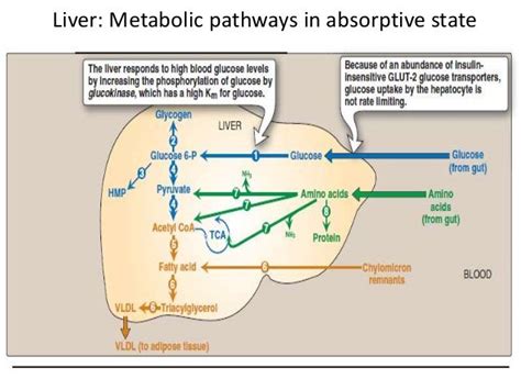 Blood glucose homeostasis