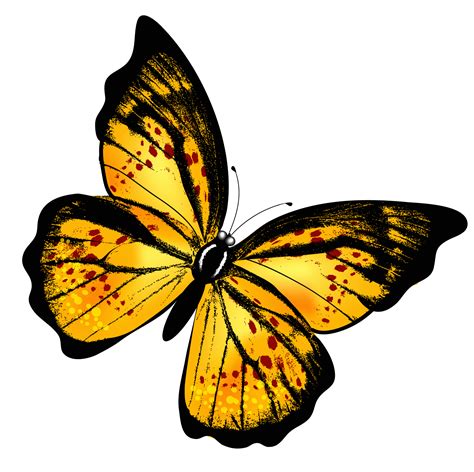 butterfly - Google Search | Butterfly painting, Butterfly clip art, Butterfly drawing