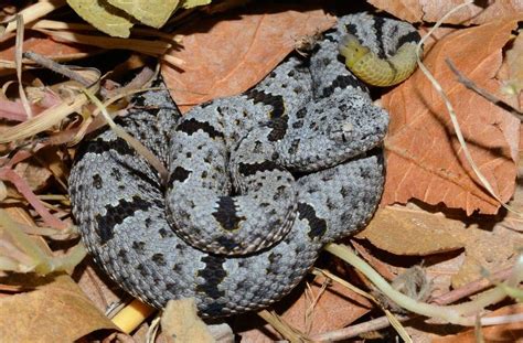 Banded Rock Rattlesnake baby | Rattlesnake, Reptiles, Animals