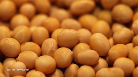 Non-GMO soybean oil announced by Cargill as consumer demand for non ...