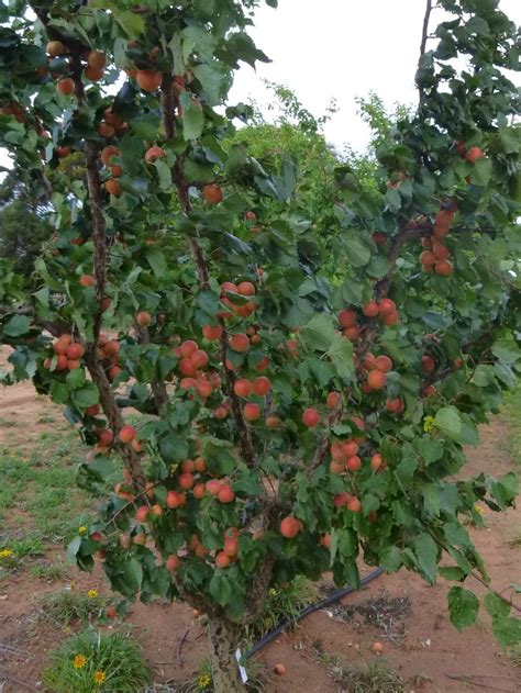 Apricot varieties hoped to secure dried fruit industry | The Advertiser