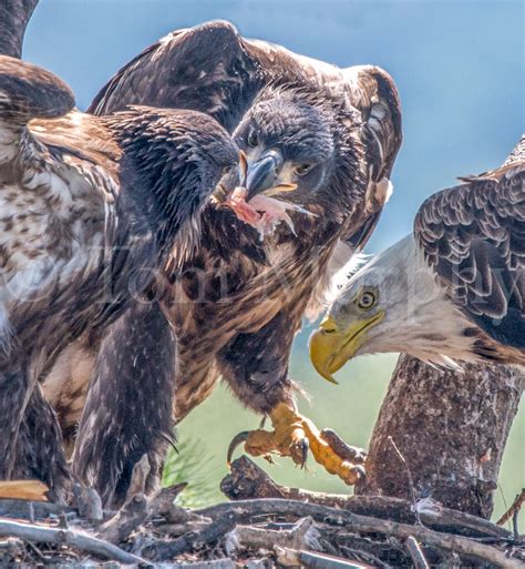 Bald Eagle Adult Feeding Chicks – Tom Murphy Photography