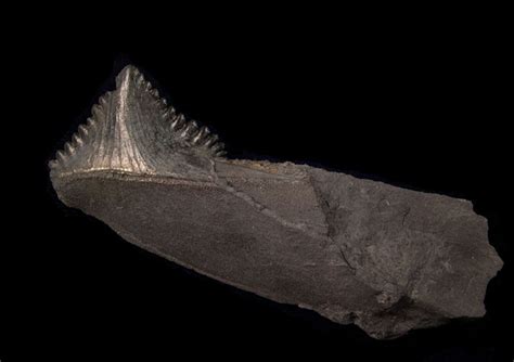 Edestus teeth for sale (Coal shark): BuriedTreasureFossils