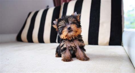 Cute Tiny Teacup Yorkie Puppies For Sale In Minnesota - l2sanpiero