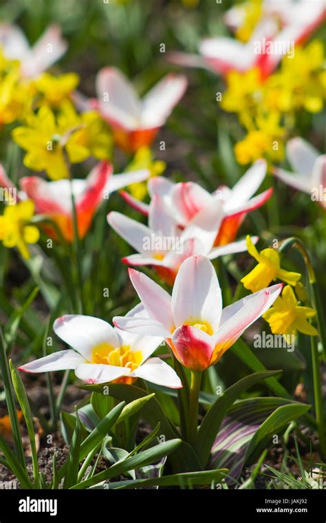 spring flowers in the park Stock Photo - Alamy