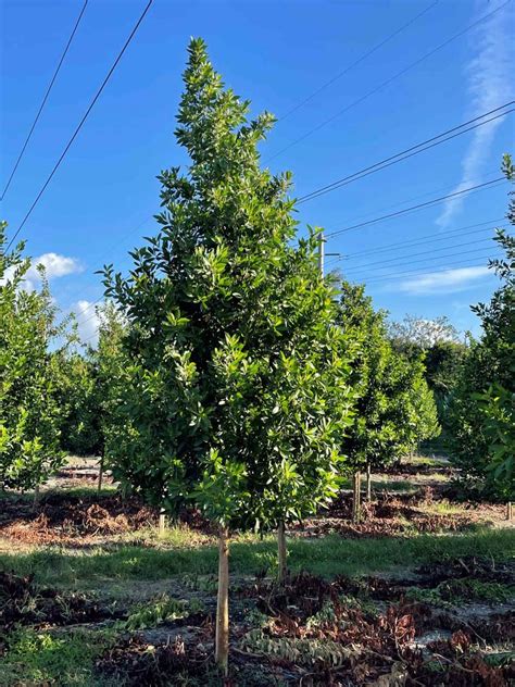 Green Buttonwood – Parkland Falls Nursery