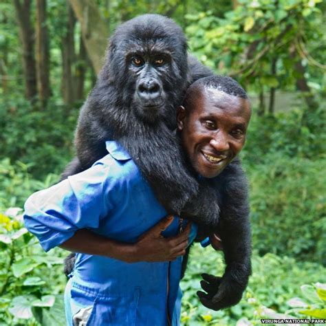 My other children, the orphan gorillas of Virunga - BBC News