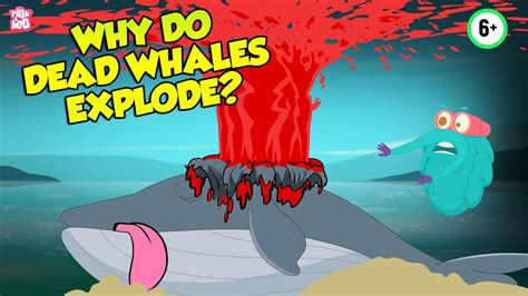 Why Do Dead Whales Explode? | Whale Explosion | The Dr Binocs Show | Peekaboo Kidz - YouTube