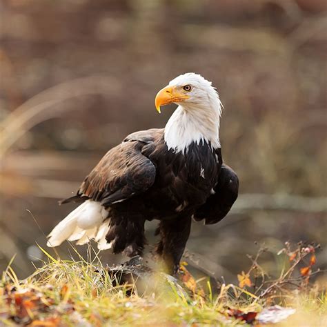 Why the Bald Eagle Wasn’t Supposed to Be the National Bird | The Family ...