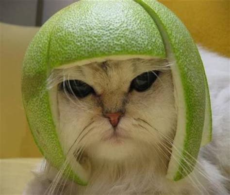 Limecat - Unedited | Limecat | Know Your Meme