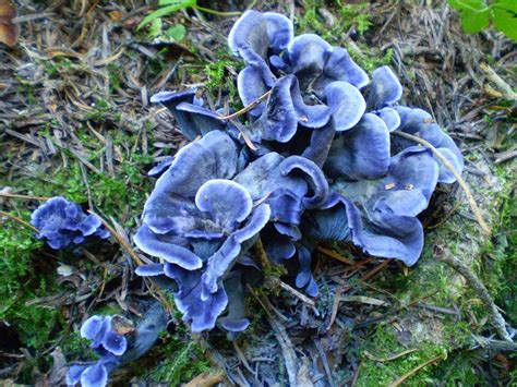 Polyozellus multiplex: The Blue Chanterelle Identification & Info