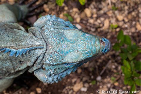 Parietal Eye - Burrard-Lucas Photography