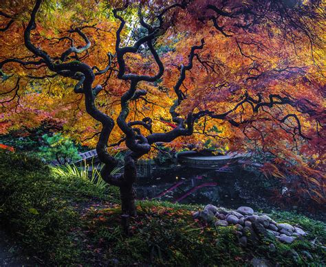 Beauty in all things... - Japanese Maple in full fall colours Mark Bowen