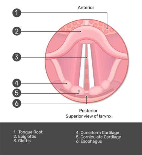 Glottis - Structure & Function | GetBodySmart