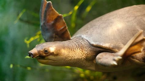 Port Moresby Nature Park sees pig nose turtles released back into wild despite pandemic - ABC ...