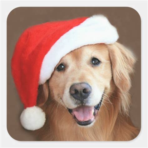 Golden Retriever With Santa Hat Square Sticker | Zazzle.com