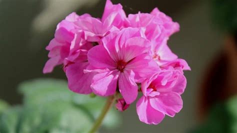 How to Prune Geraniums - Growth Hacks