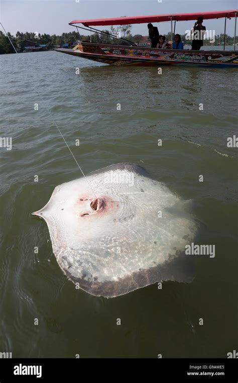 Giant Saltwater Stingray