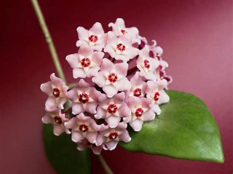 12 POPULAR SPECIES OF HOYA PLANT - GROW AND CARE TIPS