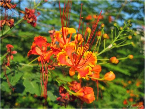 Gulmohar / Delonix regia - Random Photography