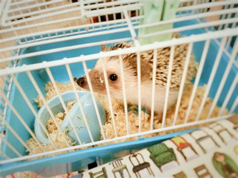 Cages and Other Housing for Pet Hedgehogs