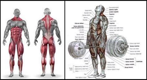 8 Deadlift Variations – Benefits And How To Perform Each | Fitness ...