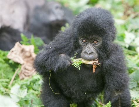 Mountain gorilla diet | Gorillas eating habits