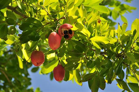 National Fruit - Ackee - BIG UP JAMAICA!