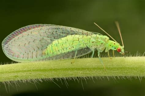 Whitefly, and Other June Pests in Jacksonville Gardens - UF/IFAS Extension Duval County