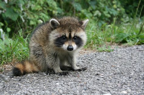 Curious raccoon baby. by Eegaas on DeviantArt