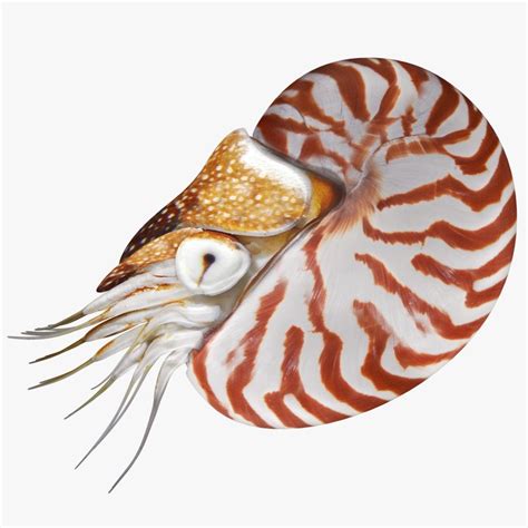 3D sea animals - TurboSquid 1399229