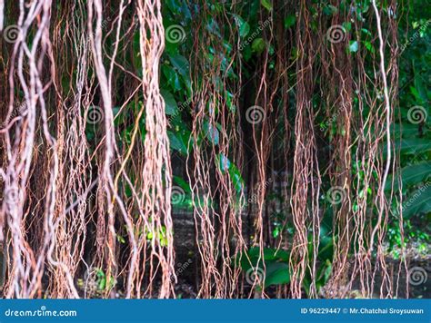 Big Root Of Banyan Tree Land Scape Of Ancient And Old Pagoda In Royalty-Free Stock Photo ...