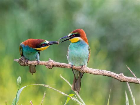 European Bee Eater Bird Facts (Merops apiaster) | Birdfact