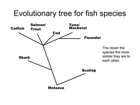 PPT - Evolutionary tree for fish species PowerPoint Presentation, free ...