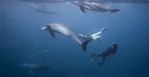 How dolphins sleep underwater? - answeringallthings/