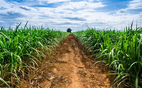 CS Brazil H1 August Sugarcane Crush Drops 19% On Year; Lowest In 10 ...