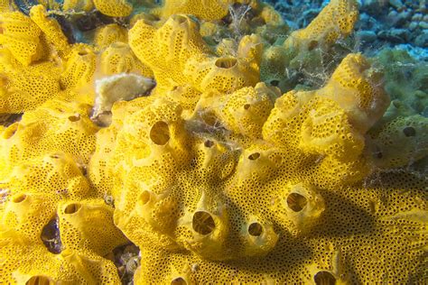 Marine sponge tests point to human microbiome answers – News