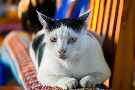 white cat sitting on a wooden chair 8700794 Stock Photo at Vecteezy