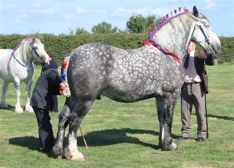 Percheron: Description, Care, and Breeding