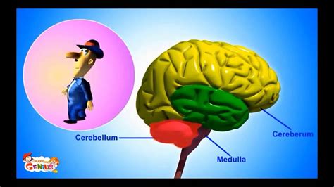 Cerebellum Functions - YouTube