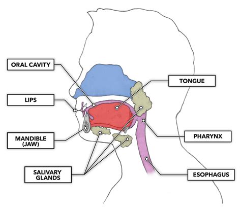 CrossFit | The Gastrointestinal System: The Mouth and Tongue