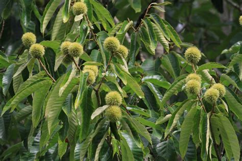 Chinese Chestnut Tree Facts, Uses, and Planting Tips - HubPages