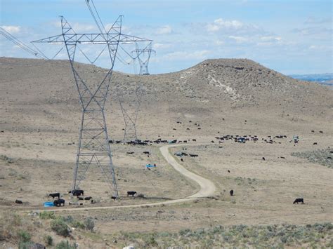 USDA-ARS Scientist Enlists Cattle to Create Fire Breaks | USDA