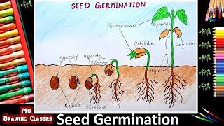 Seed Germination Diagram For Kids