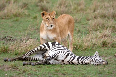 Best Lion Hunting Zebra Stock Photos, Pictures & Royalty-Free Images - iStock