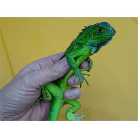 Green Iguana - small - Strictly Reptiles