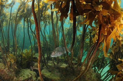 Global Kelp forests declining at 1.8% annually; indigenous knowledge ...