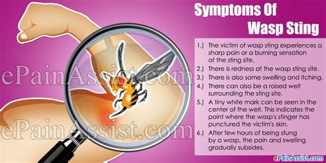 Wasp Sting|Symptoms|Treatment|Home Remedy|Herbal Remedy