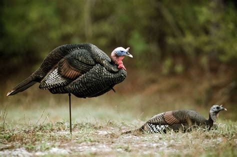 How to Turkey Hunt | Field & Stream